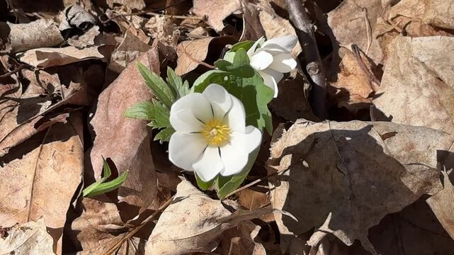 Bloodroot flowers 