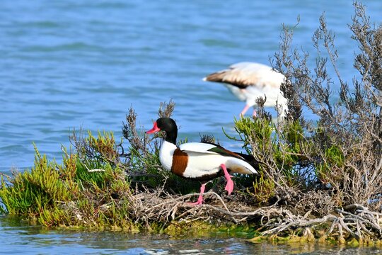 Landscape with a male Shelduck, Tadorna tadorna on the shore of a salt pan among other wild birds in Calpe, Spain