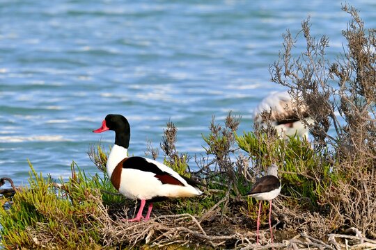 Landscape with a male Shelduck, Tadorna tadorna on the shore of a salt pan among other wild birds in Calpe, Spain