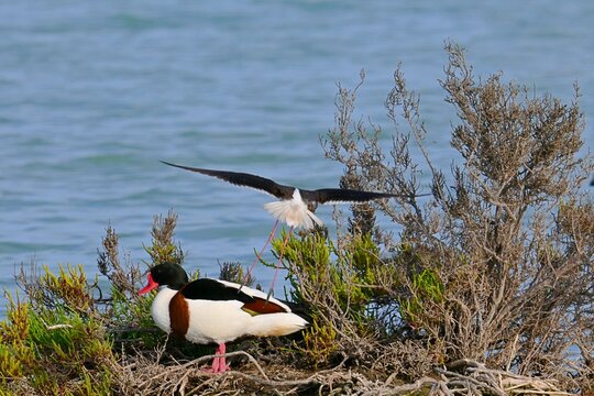 Landscape with a male Shelduck, Tadorna tadorna on the shore of a salt pan among other wild birds in Calpe, Spain