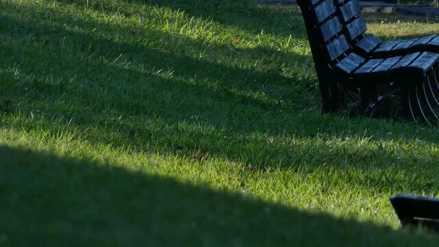 A park bench with long shadows stretching across the grass in the afternoon sun.
