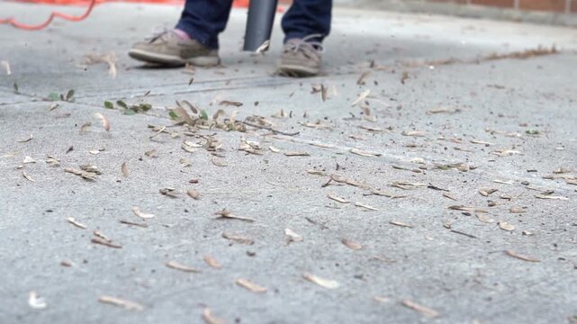 Maple tree seeds being blown from ground
