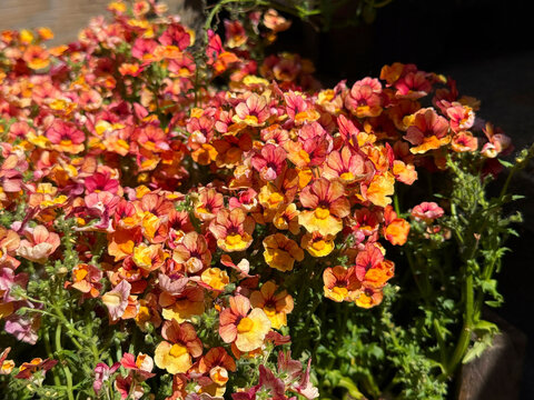 Nemesia strumosa cape jewels pouch nemesia flowering plant.