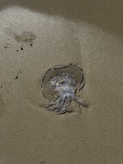 Giant jellyfish washed up on the beach © traveladdict