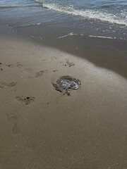 Giant jellyfish washed up on the beach © traveladdict