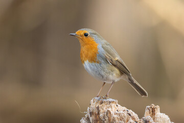 Fototapeta premium European robin perched on a weathered tree stump