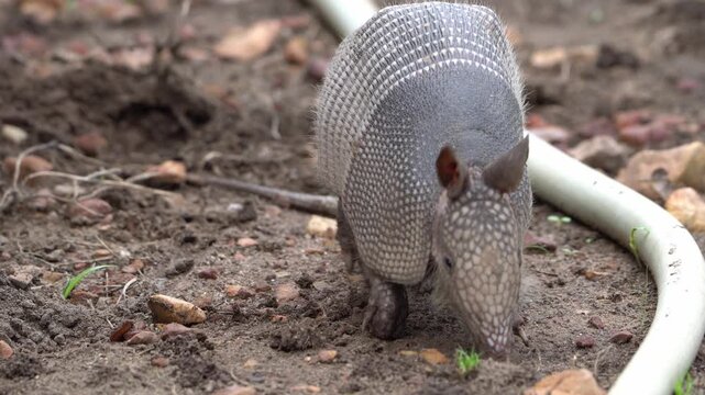 Close Up Nine-Banded Armadillo Sniffing and Foraging in Dirt - 4K