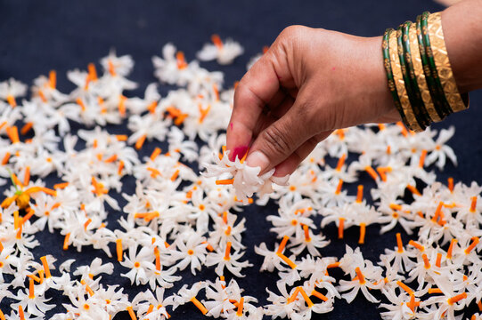 Woman hand with golden and glass bangles in hand picked Parijat flowers also known as Night flowering Jasmine which are dropped on the ground.