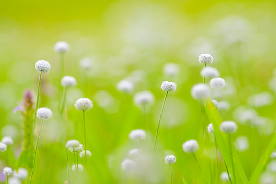 Piperworts flower bloomed during monsoon rainy season in the green field. Selective focus on some flower and some are blurred due to background blur with green color.