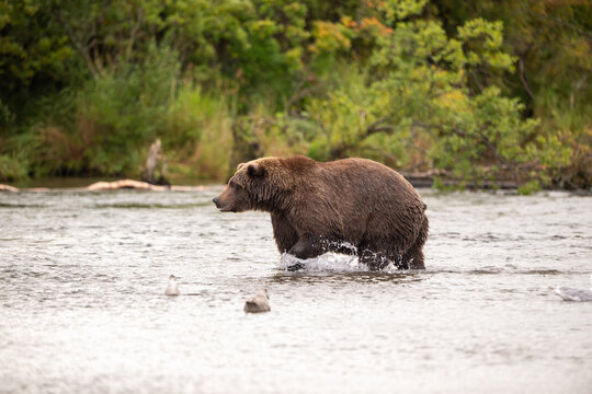 Alaskan brown bear standing in Brooks River