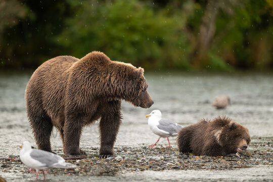 Alaskan brown bear sow and cub standing at Brooks River on a rainy day