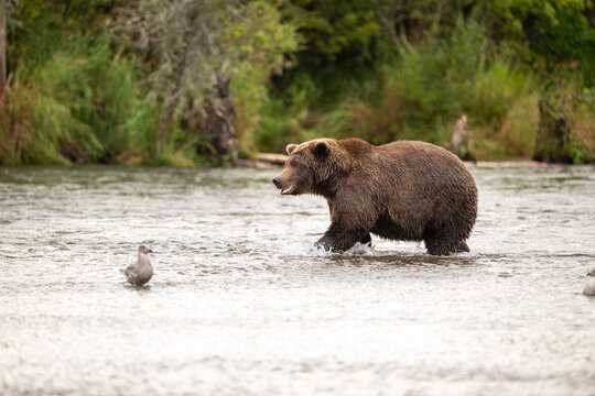 Alaskan brown bear standing in Brooks River