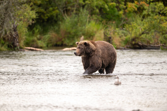 Alaskan brown bear standing in Brooks River