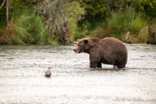 Alaskan brown bear standing in Brooks River