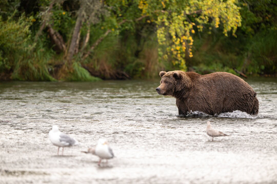 Alaskan brown bear standing in Brooks River