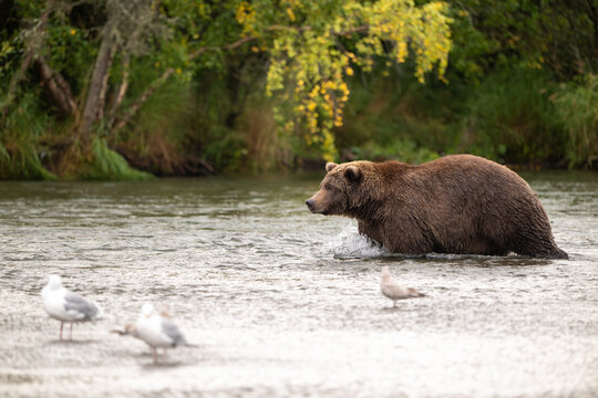 Alaskan brown bear standing in Brooks River