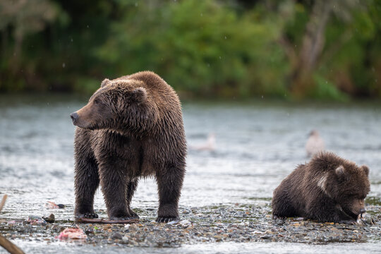 Alaskan brown bear sow and cub standing at Brooks River on a rainy day