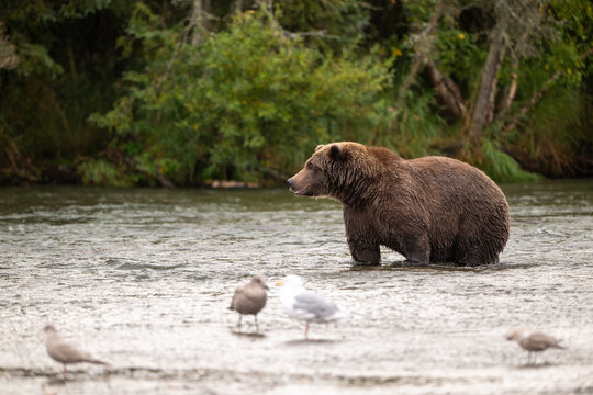 Alaskan brown bear standing in Brooks River