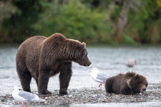 Alaskan brown bear sow and cub standing at Brooks River on a rainy day