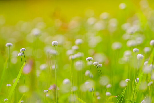 Beautiful piperwort wild flowers bloomed during monsoon rainy season.