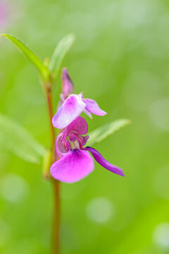 Pink colored balsam macro photo with selective focus and background blur of green natural color.