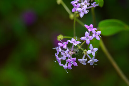 Deceptive starviolet flowers fully bloomed and caterpillar feeding on it. This wild flower is native to western ghats.