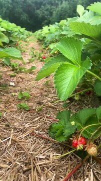 Low angle tracking shot along a farm row of strawberry plants with ripe red berries. Vertical 4K footage
