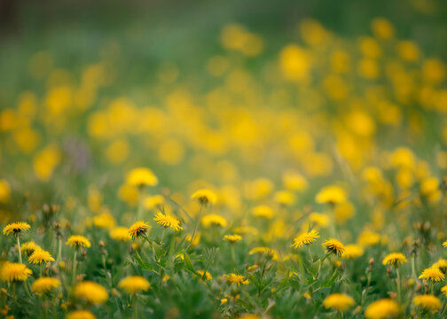 Photo Dandelion flower fields digital background. A Dandelion field at sunset digital backdrop. Summer sunrise Dandelion fields. Landscape with yellow field and clouds panorama view.	