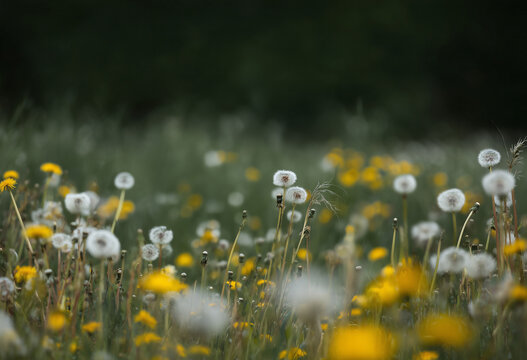 Photo Dandelion flower fields digital background. A Dandelion field at sunset digital backdrop. Summer sunrise Dandelion fields. Landscape with yellow field and clouds panorama view.	