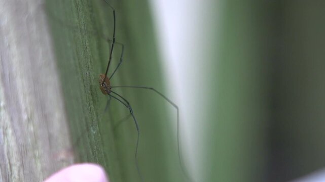 Daddy long leg spider runs away slow motion
