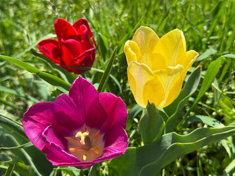 Three beautiful tulips in field