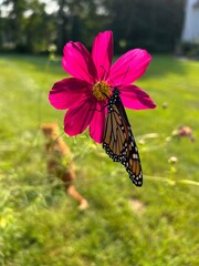 Monarch butterfly on a pink cosmos wild flower with a ginger cat in background  © Inna