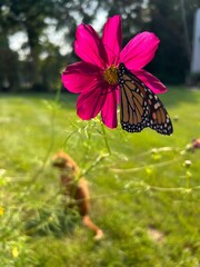Monarch butterfly on a pink cosmos wild flower with a ginger cat in background  © Inna
