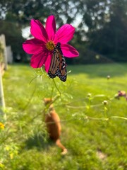 Monarch butterfly on a pink cosmos wild flower with a ginger cat in background  © Inna