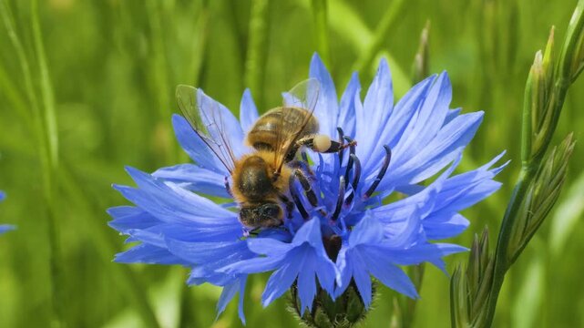Slow Motion Flying Honey Bee Covered With Pollen Collecting Nectar From Blue Chicory Flower. Spring Chicory Flowers Close Up. Macro Shot Honey Bee Pollinating Spring Purple Flowers Blooming Blossoms.