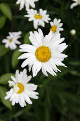 Fototapeta premium White daisy flowers in bloom
