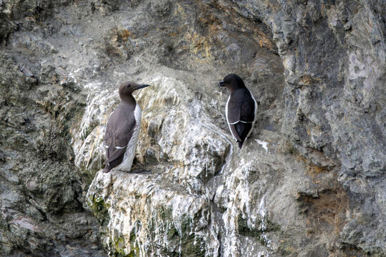 Common guillemot and razorbill on a cliff