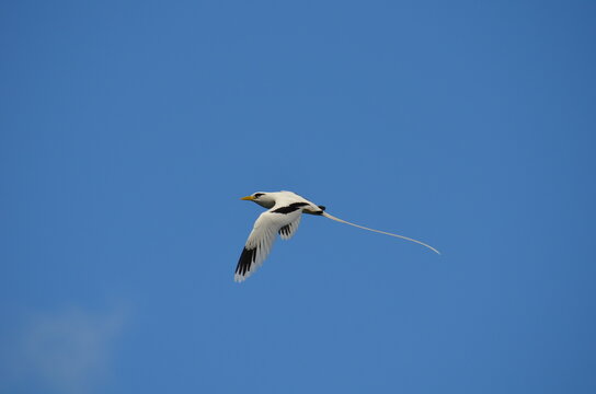 White-tailed tropicbird paille en queue flying in a clear blue sky