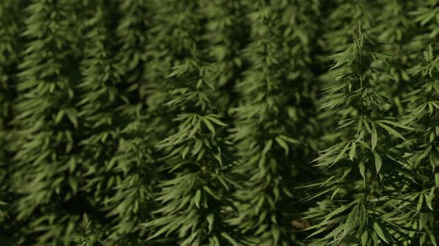 Rows of marijuana plants stretch across a field under bright sunlight. The green leaves sway gently in the breeze. This scene captures the growth process of the plants in warm weather.