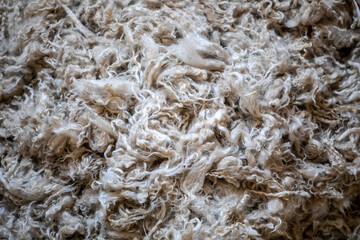 Close-up of raw wool fleece texture. © Zeke