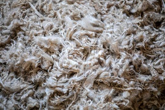 Close-up of raw wool fleece texture.