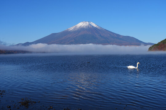 View of a swan swimming on Lake Yamanakako with Mount Fuji in the fall in Japan