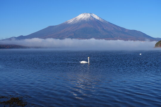 View of a swan swimming on Lake Yamanakako with Mount Fuji in the fall in Japan