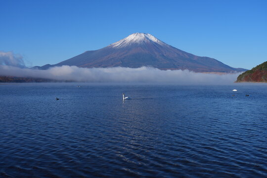 View of a swan swimming on Lake Yamanakako with Mount Fuji in the fall in Japan