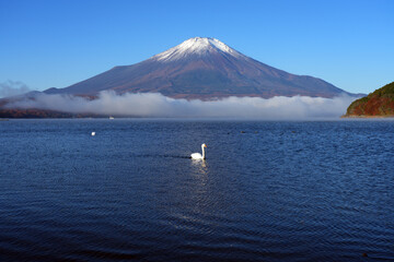 View of a swan swimming on Lake Yamanakako with Mount Fuji in the fall in Japan © eqroy