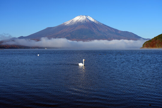 View of a swan swimming on Lake Yamanakako with Mount Fuji in the fall in Japan