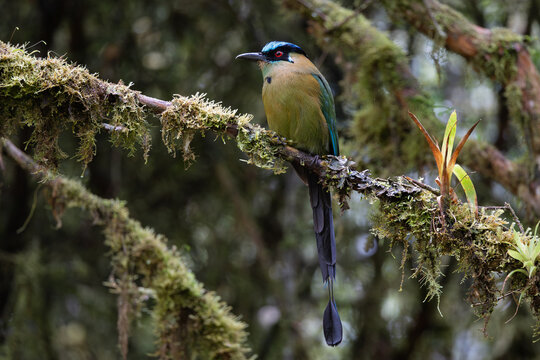 Andean Motmot Perched on Moss-Covered Branch in Cloud Forest, Sumaco, Ecuador