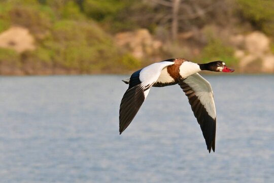 White Shelduck, Tadorna tadorna in flight over a salt lake in Calpe, Spain