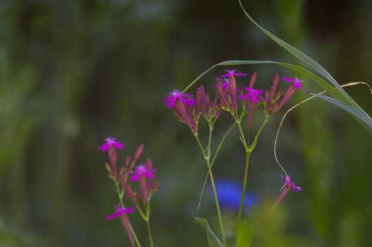 Sticky Catchfly (Silene viscaria) purple wildflowers in green summer meadow. Romantic provence concept, soft blurred floral background, nature beauty.