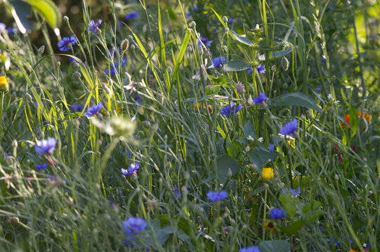 Wildflower meadow with blue Cornflower (Centaurea cyanus) and Marigold (Calendula officinalis). Summer ecology floral background, provence concept.